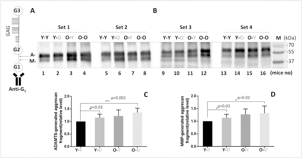 Effects of circulatory factors on aggrecanolysis in IVDs from mouse heterochronic parabionts. (A) A schematic of the mouse aggrecan core protein showing the three globular domains, G1, G2, G3, and sulfate-rich GAG region between G2 and G3. Anti-G1 was used to detect aggrecan and its fragments. The cleavage sites between G1 and G2 interglobular domains by ADAMTS (G1-NVTEGE392) and MMP (G1-VDIPEN360) proteases are indicated by the letter A and M, respectively. (B) Immunoblot of MMP- and ADAMTS-mediated cleavage of disc aggrecan of mice from the four groups. Graphs on right are quantification of aggrecan fragments shown in panel on left. Data shown are mean ± SD of 4 independent experiments, *p 