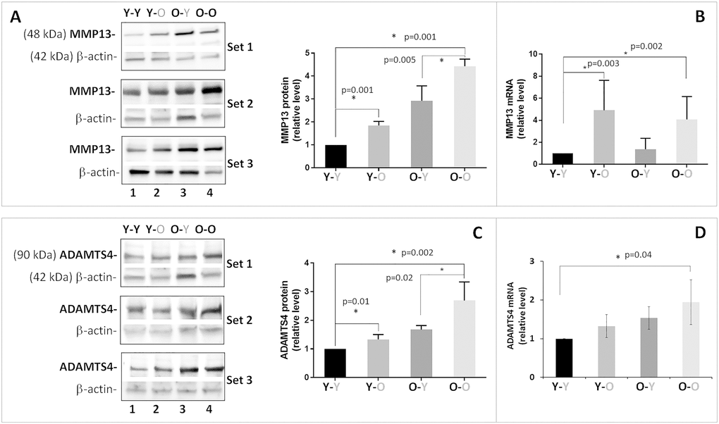 Effects of circulatory factors on catabolic gene expression in intervertebral discs obtained from mouse heterochronic parabionts. Levels of disc MMP13 protein (A) MMP13 mRNA, (B) ADAMTS4 protein, (C) ADAMTS4 mRNA, and (D) were quantified by Western blot and qRT-PCR. Graphs on the right of the Western blots show the relative levels of MMP13 and ADAMTS4 protein normalized to actin. Data shown are mean ± SD of 5 independent experiments for RT-PCR and 4 experiments for Western blot, *p 