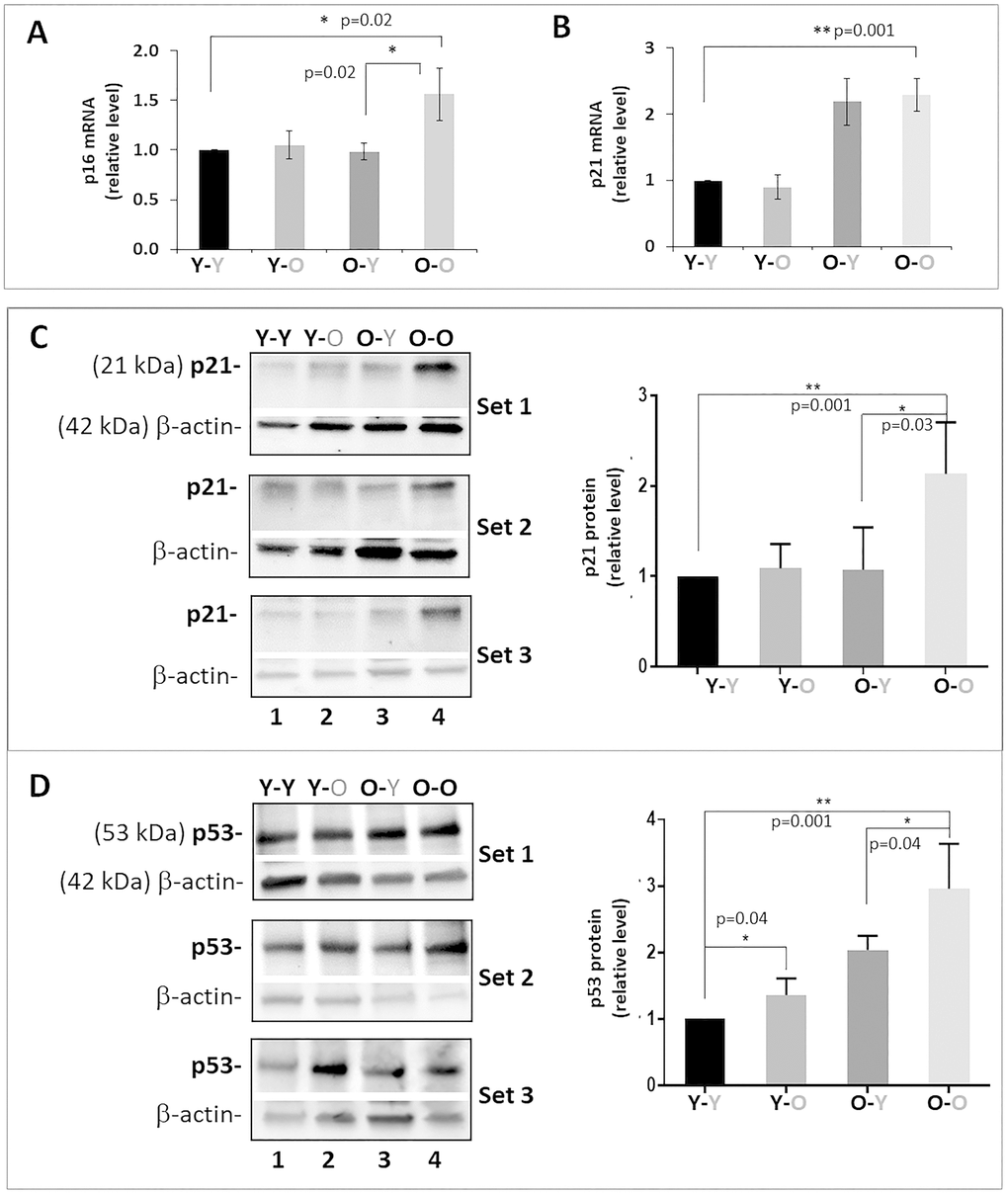Effects of circulatory factors on expression of cellular senescence markers in IVDs in mouse heterochronic parabiotants. qRT-PCR quantitation of disc p16INK4a (A) and p21Cip1 (B) mRNAs. Western blot of p21Cip1 (C) and p53 (D) protein. Graphs on the right of the Western blot showed quantitation of these proteins normalized to actin. Data shown are mean ± SD of 5 independent experiments for RT-PCR and 4 experiments for Western blot, *p p 