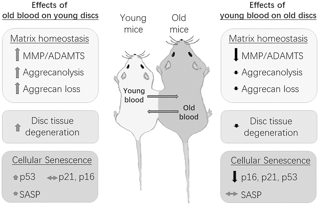 Summary of the effects of circulatory factors on the disc aging phenotype. Young mice exposed to old blood exhibited a small, albeit insignificant increase in disc cellular senescence, but a significant increase in disc matrix PG imbalance and tissue degeneration. Old mice exposed to young blood showed a significant decrease in disc cellular senescence, but only a modest improvement in disc matrix PG homeostasis and tissue morphology. Black arrows=decreasing effects; red arrows=increasing effects; grey arrows=no effects. Magnitude of effect is indicated by size of arrow.