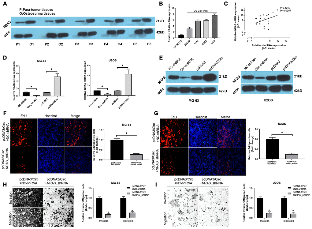 Knockdown of NRAS notably suppressed hsa