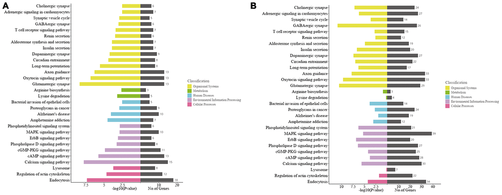 Kyoto Encyclopedia of Genes and Genomes (KEGG) analyses of the host genes of significantly altered circRNAs in the ipsilateral thalamus after focal cortical infarction in adult mice. (A) KEGG analysis of the host genes of significantly altered circRNAs in the mouse ipsilateral thalamus at 7 d after MCAO. (B) KEGG analysis of the host genes of significantly altered circRNAs in the mouse ipsilateral thalamus at 14 d after MCAO.