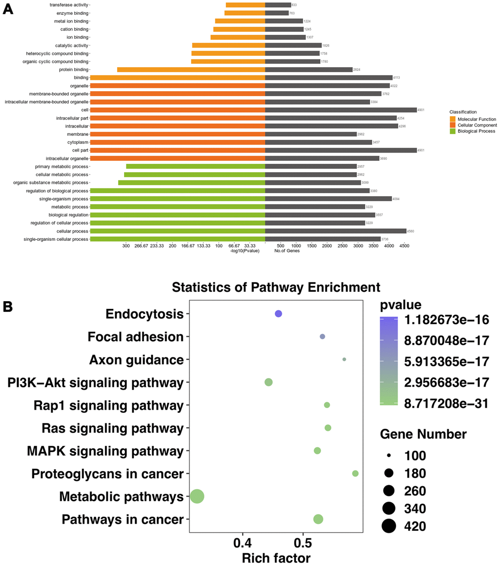 GO and KEGG analyses of the target genes of significantly altered circRNAs in the mouse ipsilateral thalamus at both two time points (7 and 14 d after MCAO). (A) The GO analysis of the target genes of significantly altered circRNAs. (B) The KEGG analysis of the target genes of significantly altered circRNAs.