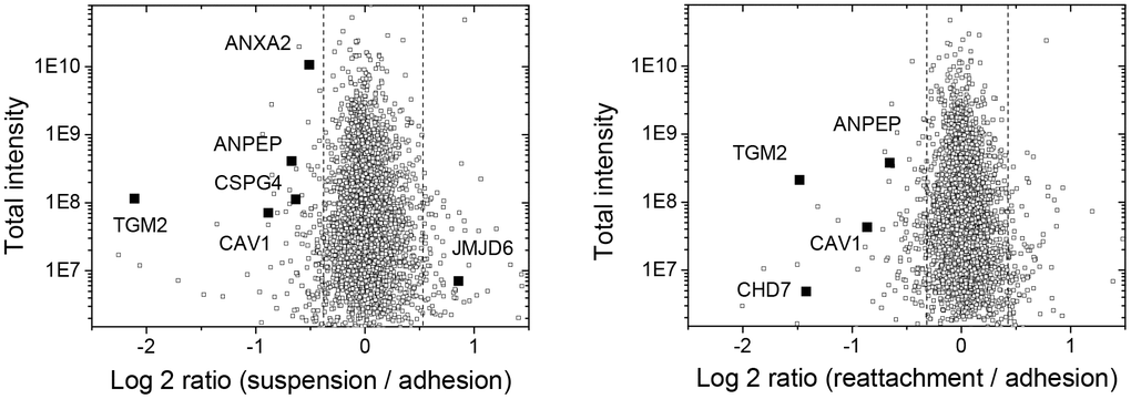Plots of log2-ratio and intensity to show the distribution of upregulated and downregulated protein identities in suspended melanoma and re-attached melanoma cells as analyzed by quantitative proteomic analysis. The significantly changed proteins associated with vessel development were indicated by solid squares.