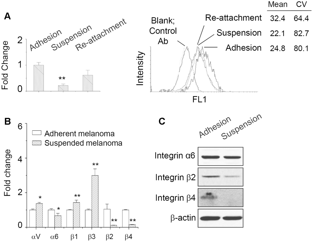 ANPEP expression was downregulated upon cell suspension. (A) The expression level of ANPEP in adherent, suspended, and re-attached melanoma cells as examined by qPCR and flow cytometry. Downregulation of ANPEP at the surface of suspended or re-attached melanoma cells was observed. Data were mean ±S.D. (n=3); **, p B) Expression of integrin isoforms in adherent and suspended melanoma cells as examined by qPCR. Data were mean ±S.D. (n=3); *, p p C) Integrin α6, β2, and β4 protein expression upon cell suspension as examined by western blot.