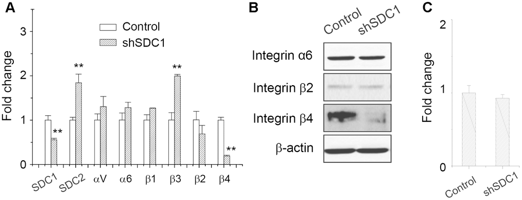 Integrin β4 expression was downregulated upon suppression of SDC1 expression. (A) Effect of SDC1 downregulation at expression of integrin isoforms as examined by qPCR. Data were mean ±S.D. (n=3); **, p B) Integrin α6, β2, and β4 protein expression after SDC1 downregulation as examined by western blot. (C) SDC1 downregulation by shSDC1 did not change the level of ANPEP expression as examined by qPCR. Data were mean ±S.D. (n=3).