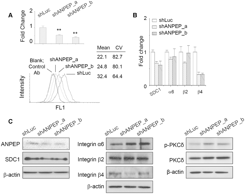 ANPEP regulated SDC1 and integrin β4 expression through PKCδ phosphorylation. (A) Suppression of ANPEP expression by ANPEP-specific shRNAs and were examined by qPCR and flow cytometry. Data were mean ±S.D. (n=3); **, p B) Effect of ANPEP downregulation at expression of SDC1 and integrin isoforms as examined by qPCR. Data were mean ±S.D. (n=3); **, p C) Effect of ANPEP downregulation at expression of integrin isoforms, SDC1, and PKCδ phosphorylation as examined by western blot.