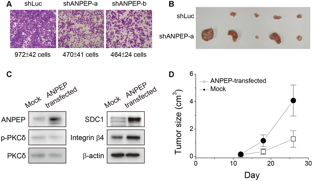 ANPEP was tumor suppressive in melanoma cells. (A) Suppression of ANPEP expression inhibited cell migration ability (B) Suppression of ANPEP expression promoted xenograft tumor growth as inoculated with adherent melanoma cells. (C) Effect of ANPEP overexpression at PKCδ phosphorylation, SDC1, and integrin β4 protein expression as examined by western blot. (D) ANPEP overexpression reduced the xenograft tumor formation as inoculated with suspended melanoma cells Data were mean ±S.D. (n=5).