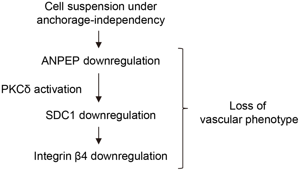 Scheme for ANPEP-mediated downregulation of SDC1 and integrin β4 mediated by PKCδ activation, so that contributed to the loss of vasculogenic phenotypes.
