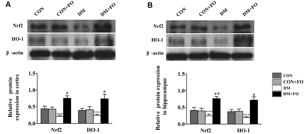 Effects of FO on the expression of Nrf2 and HO-1. (A) Expression of Nrf2 and HO-1 in the cortex. (B) Expression of Nrf2 and HO-1 in the hippocampus. Data are shown as the mean ± SEM (n=7) *P0.05, * *P0.01 and * * *P0.001 vs. the CON group; # P0.05, ##P0.01 and ###P 0.001 vs. the DM group.
