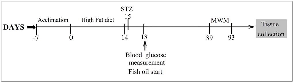 Timeline of the experimental procedures.