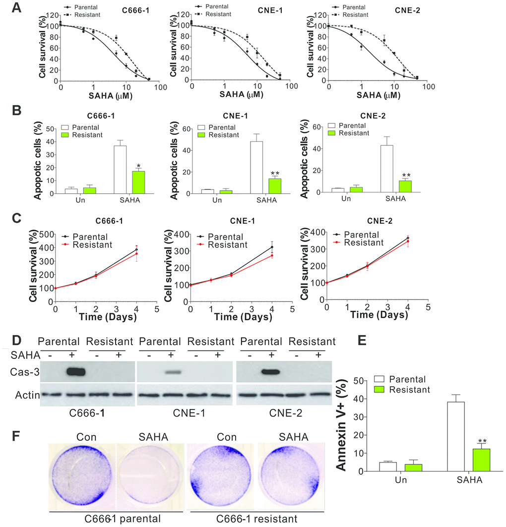 SAHA-tolerant NPC cell exhibits apoptosis defects. (A) The cell viability in parental and SAHA-tolerant phenotype upon different concentrations of SAHA treatment for 24 h was analyzed by MTS assay. (B) The apoptosis of parental and SAHA-tolerant phenotype subjected to 4 μmol/L of SAHA for 24 h. (C) The proliferation of parental and SAHA-tolerant phenotype was analyzed by MTS assay upon different time points. (D) The cleaved Cas-3 expression in parental and SAHA-tolerant phenotype subjected to 4 μmol/L of SAHA for 24 h. (E) The parental and SAHA-tolerant C666-1 cells were subjected to 4 μmol/L of SAHA for 24 h, and stained with Annexin V and PI, followed by flow cytometry analysis. (F) The crystal violet staining of parental and SAHA-tolerant C666-1 cells was subjected to 4 μmol/L of SAHA for 24 h. Each experiment was performed for 3 times. *, p