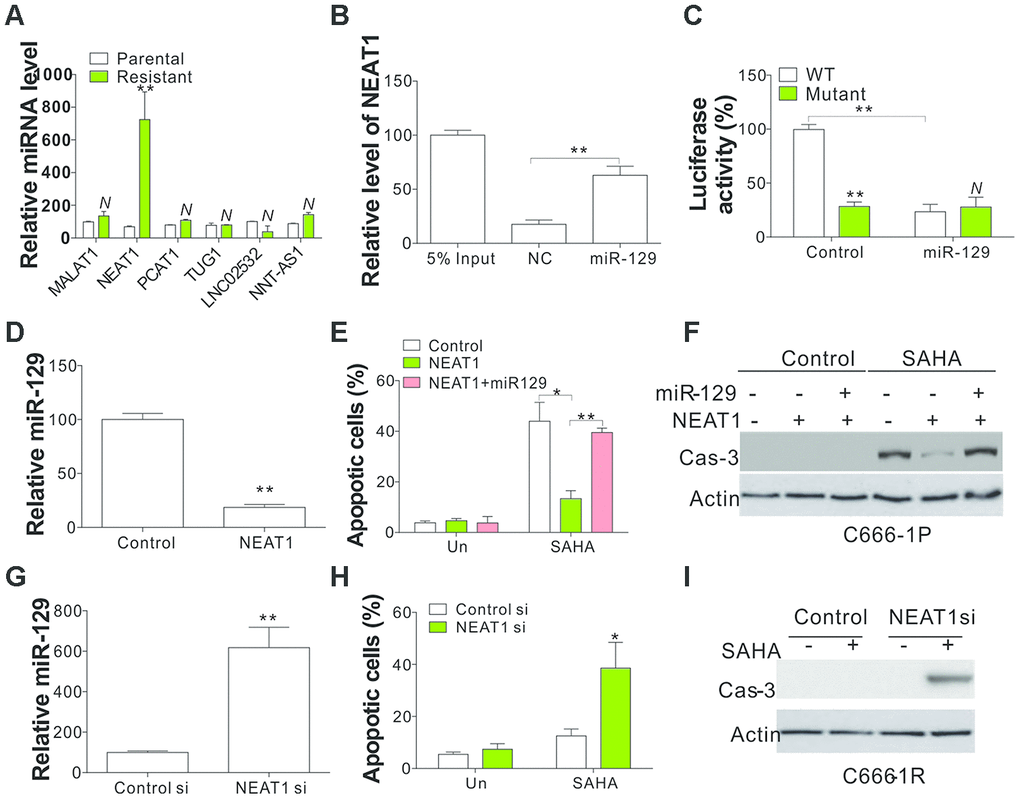 Mir-129 is the sponging target of NEAT1. (A) The expression of indicated LncRNA in parental and SAHA-tolerant C666-1 cells. (B) A specific biotin-marked miR-129 probe to successfully arrest NEAT1 in relation to NC group. NC was referred to the non-specific biotin-labeled probe. (C) DLR assay was conducted to identify the direct link of NEAT1 and miR-129 on the basis of their complementary sequences. The pMIR-REPORT constructs with WT and mutant NEAT1 fragment insert were used. (D) The miR-129 expression in C666-1 cells with lenti-NEAT1. (E) C666-1 cells were treated with control or NEAT1 plasmid with or without co-transfection of miR-129 mimic, followed by 4 μmol/L of SAHA treatment for 1 d. The apoptosis was investigated through HOECHST 33258 staining. (F) The cleaved Cas-3 in C666-1 cells treated in (E). (G) The miR-129 expression in C666-1 cells transfected with NEAT1 siRNA. (H) C666-1 cells were treated with control or NEAT1 siRNA, followed by 4 μmol/L of SAHA treatment for 1 d. Apoptosis was investigated through HOECHST 33258 staining. (I) The cleaved Cas-3 in C666-1 cells treated in (H). Each experiment was performed for 3 times. N, p>0.05; *, p