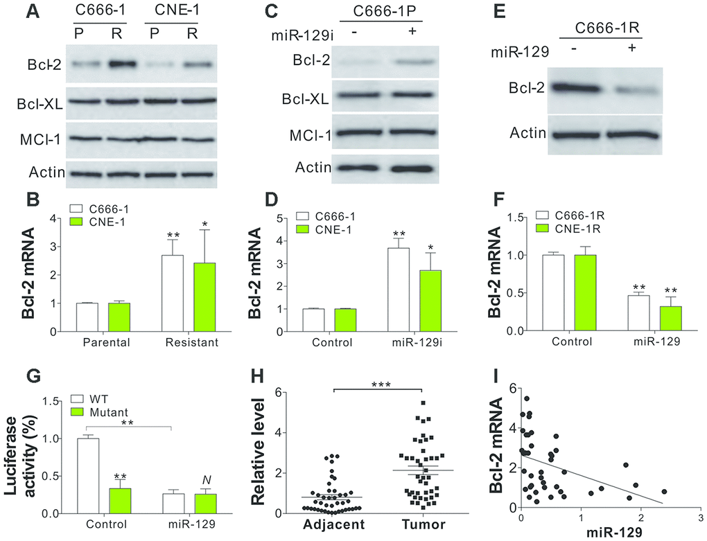 Bcl-2 is the target of miR-129 in SAHA-tolerant NPC cells. (A) The WB of indicated proteins in SAHA-tolerant C666-1 and CNE-1 cells. (B) The mRNA level of Bcl-2 in SAHA-tolerant C666-1 and CNE-1 cells. (C) The expression of indicated proteins in C666-1 cells treated with miR-129 antagomir. (D) The Bcl-2 mRNA level in C666-1 and CNE-1 cells transfected with miR-129 antagomir. (E) The Bcl-2 expression in SAHA-tolerant C666-1 cells treated with miR-129 mimic. (F) The Bcl-2 mRNA level in SAHA-tolerant C666-1 and CNE-1 cells treated with miR-129 mimic. (G) The Bcl-2 reporter luciferase activity in C666-1 cells treated with miR-129 mimic. (H) The Bcl-2 mRNA level in 42 pair of adjacent tissues and primary NPC tumors. The Y-axis is on a linear scale. (I) The correlation of Bcl-2 and miR-129 expression in 42 NPC patient tumors. R2=0.1816. Each experiment was performed for 3 times. N, p>0.05; *, p