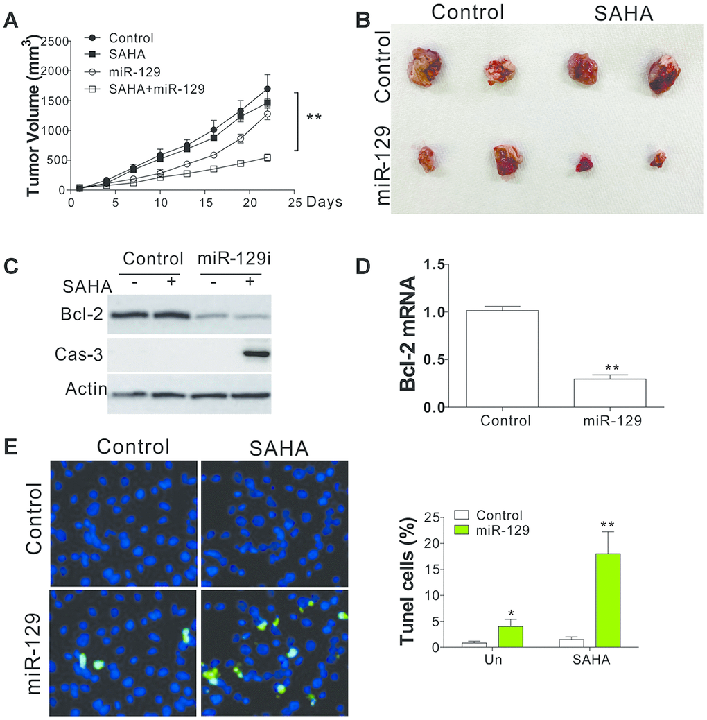 miR-129 mediated SAHA tolerance in vivo. (A) The tumor growth curves of nude mice xenografted with C666-1R cells and treated with SAHA and/or miR-129 mimic. (B) The respective tumors. (C) The expression of indicated proteins in different groups of tumors. (D) The mRNA level of Bcl-2 in tumors. (E) The TUNEL staining of tumors in each group. *, p