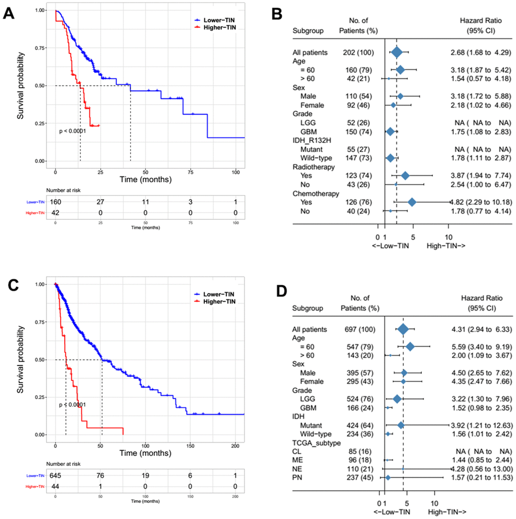 Survival and subgroup analysis of the tumor-infiltrating neutrophils (TINs) to predict overall survival (OS) in patients with gliomas from the Sanbo cohort (A, B) and TCGA dataset (C, D).