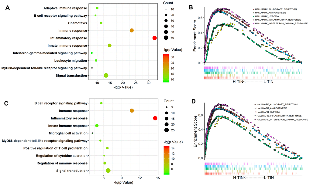 Biological process of tumor-infiltrating neutrophils (TINs) in gliomas. GO analysis of the TCGA and CGGA datasets shows that TINs are involved in the inflammatory response, immune response, and other GO immune functions (A, C). GSEA analysis showed that TINs participate in the inflammatory response, angiogenesis, and interferon-γ responses (B, D).