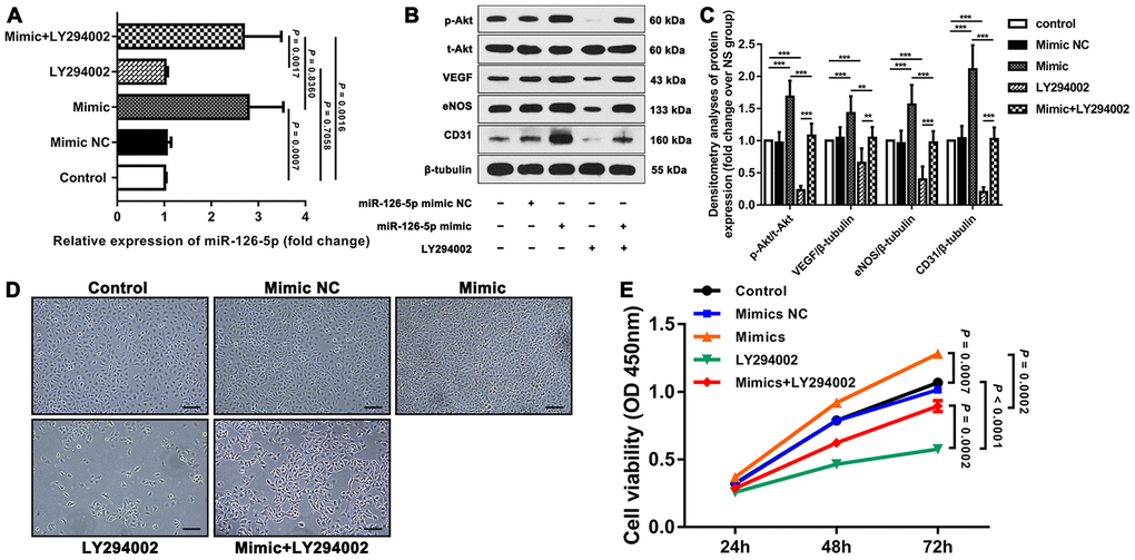 Effect of miR-126-5p on HUVEC proliferation and downstream signaling pathways. (A) qRT-PCR results showing the expression of miR-126-5p in the different groups. (B) Representative western blot showing the expression of p-Akt, VEGF, eNOS and CD31 in each group (normalized to the expression of β-tubulin). (C) Densitometry analyses of p-Akt, VEGF, eNOS and CD31 expression in each group normalized to the expression of t-Akt and β-tubulin. The error bars represent the ±SDs. *P D) Representative fields showing the degrees of HUVEC proliferation in each group (100× magnification). (E) Line graph showing the results of the cell viability CCK-8 assay. The error bars represent the ±SDs. VEGF: vascular endothelial growth factor; eNOS: endothelial nitric oxide synthase; NC: negative control.