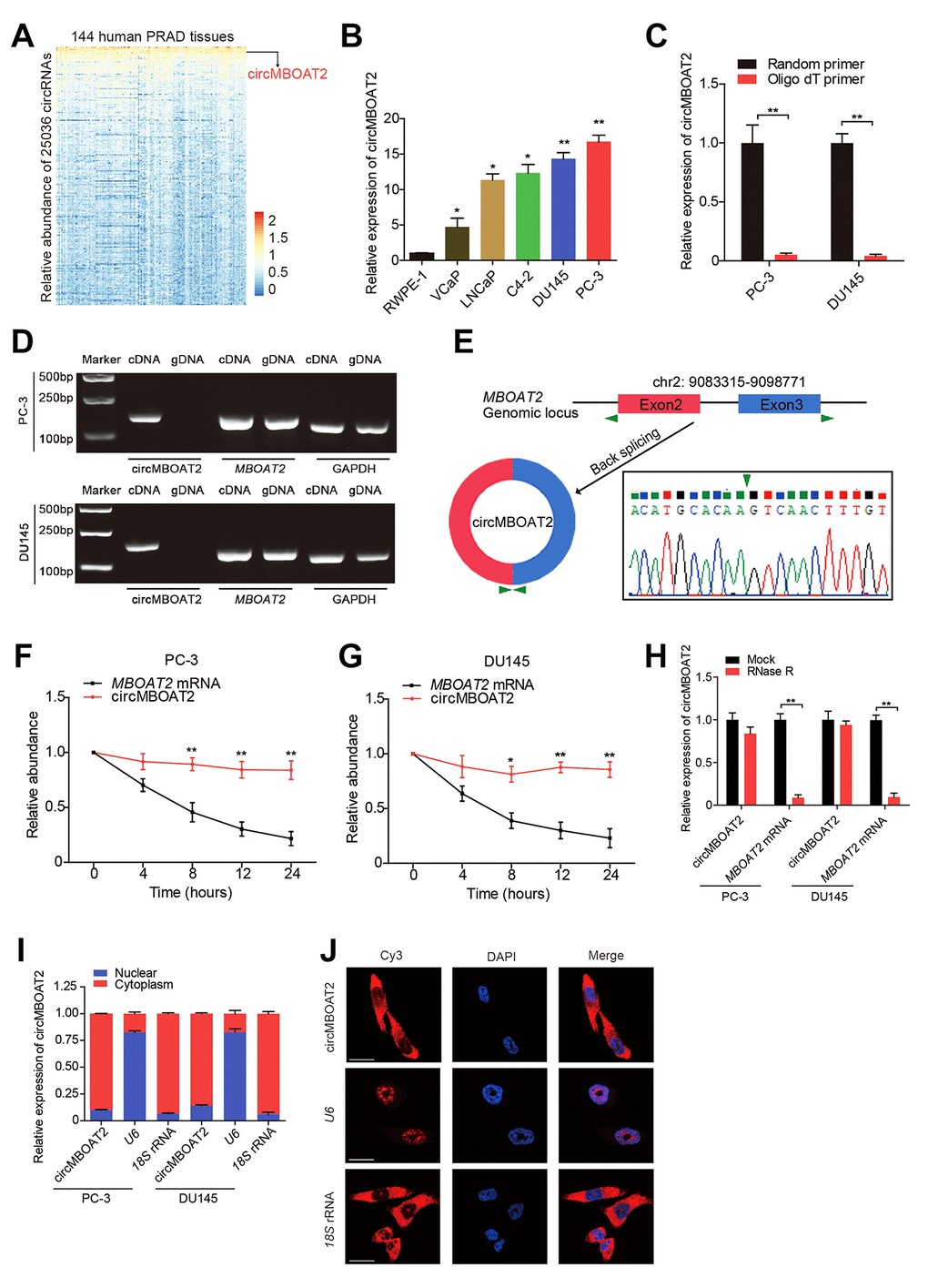 Identification and characteristics of circMBOAT2 in PCa cells. (A) A heatmap showing circMBOAT2 ranks among the top 1% most enriched circRNAs in 144 cases of prostate cancer tissues (GSE113120). (B) qRT-PCR analysis of circMBOAT2 expression in PCa cell lines. (C) qRT-PCR analysis of circMBOAT2 abundance using oligo-dT primers and random primers in cDNA synthesis. (D) Gel electrophoresis for PCR products of circMBOAT2 and linear MBOAT2 derived from cDNA and gDNA. (E) The formation of circMBOT2, derived from exons 2 and 3 of the MBOAT2 gene. The back-splice junction of circMBOAT2 was confirmed by Sanger sequencing. (F, G) qRT-PCR analysis of the abundance of circMBOAT2 and MBOAT2 in PC-3 and DU145 cells treated with actinomycin D at the indicated times. (H) qRT-PCR analysis of the abundance of circMBOAT2 and MBOAT2 in PC-3 and DU145 cells treated with or without RNase R. (I) qRT-PCR analysis of circMBOAT2 abundance in the nuclear and cytoplasmic fractions of PC-3 and DU145 cells. (J) Fluorescence in situ hybridization (FISH) for cellular distribution of circMBOAT2 in PC-3 cells. Scale bar: 20 μm. Data are displayed as mean ± SD. *p p 