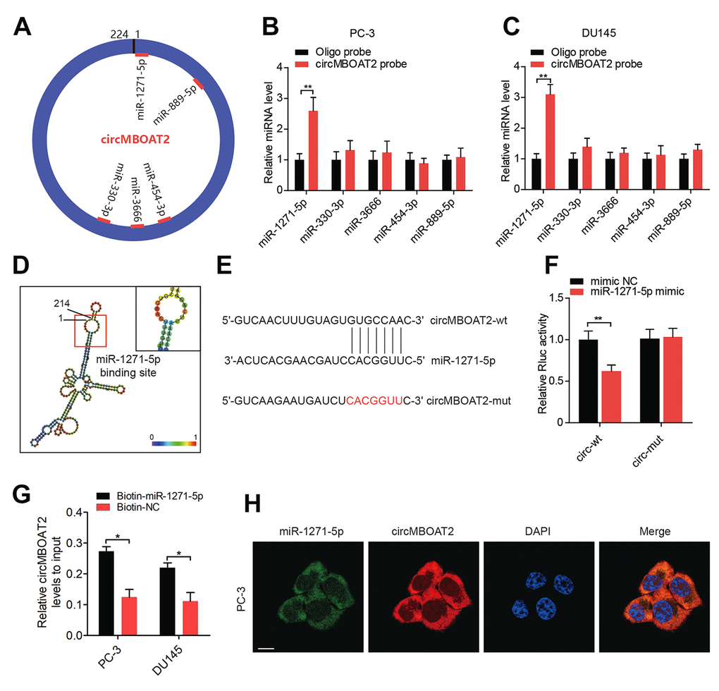 circMBOAT2 functions as a sponge for miR-1271-5p. (A) A schematic diagram showing potential target miRNAs of circMBOAT2. (B, C) RNA pull-down assay revealed that circMBOAT2 interacts with miR-1271-5p in PC-3 and DU145 cells (D) RNAalifold predicted the binding site of miR-1271-5p on circMBOAT2. (E) Wild-type (wt) and mutated (mut) sequences of the predicted binding site between circMBOAT2 and miR-1271-5p. (F) Dual-luciferase reporter assays revealing binding properties of circMBOAT2 and miR-1271-5p. Renilla luciferase (Rluc) activity was normalized to firefly luciferase activity. (G). qRT-PCR analysis of the abundance of circMBOAT2 captured by biotin-labeled microRNA probes. (H) FISH assay showed the colocalization of circMBOAT2 and miR-1271-5p. Data are displayed as mean ± SD. *p p 