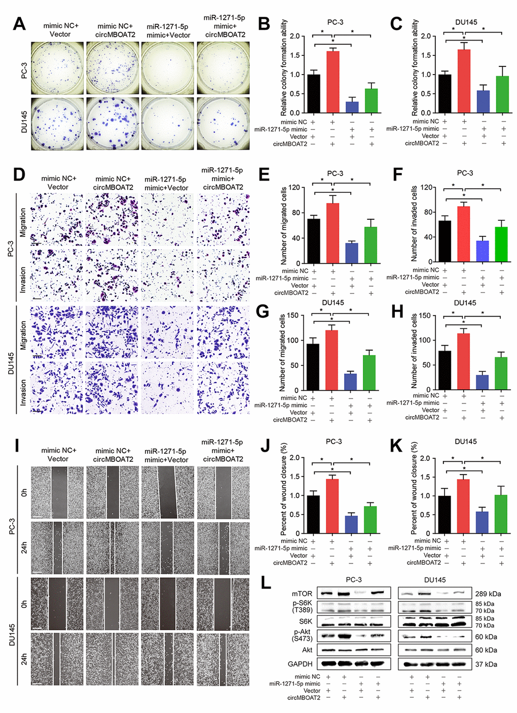 circMBOAT2 upregulates mTOR expression by sponging miR-1271-5p. (A–C) Representative images and quantification of colony formation assays in PC-3 and DU145 cells treated with miR-1271-5p mimic or mimic NC, transfected with vector or circMBOAT2 plasmid. (D–H) Representative images and quantification of transwell assays in PC-3 and DU145 cells treated with miR-1271-5p mimic or mimic NC, transfected with vector or circMBOAT2 plasmid. Scale bars: 100 μm. (I–K) Representative images and quantification of wound healing assays in PC-3 and DU145 cells treated with miR-1271-5p mimic or mimic NC, transfected with vector or circMBOAT2 plasmid. Scale bars: 200 μm. (L) Western blot analysis of expression of mTOR and its substrates in PC-3 and DU145 cells treated with miR-1271-5p mimic or mimic NC, transfected with vector or circMBOAT2 plasmid. Data are displayed as mean ± SD. *p p 