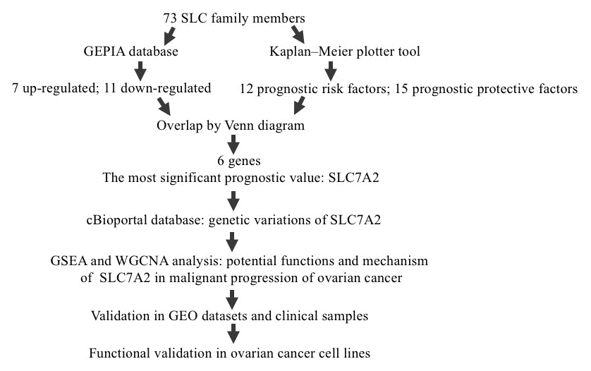 Study flow diagram. SLC, solute carrier; GEPIA, Gene Expression Profiling Interactive Analysis; GO, Gene Ontology; SLC7A2, solute carrier family 7 member 2; GSEA, Gene Set Enrichment Analysis; WGCNA, Weighted Correlation Network Analysis; GEO, Gene Expression Omnibus.