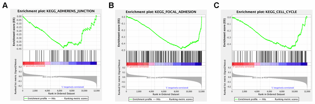 GSEA analysis of SLC7A2-related enrichment gene sets. (A) KEGG