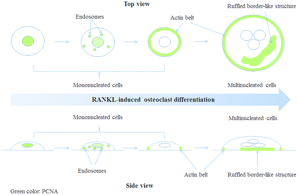 A model of PCNA subcellular localization (indicated by green color) during RANKL-induced osteoclast differentiation.