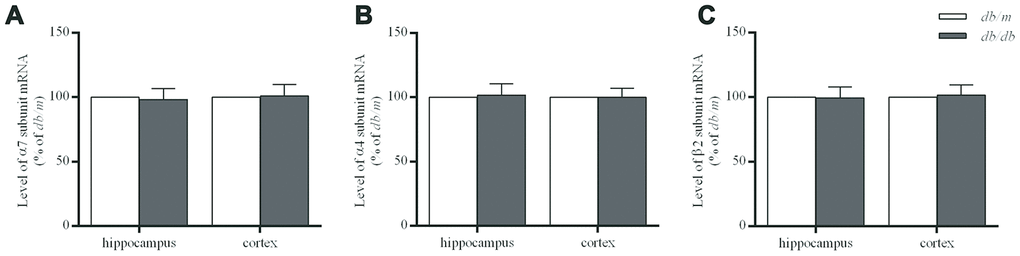 The levels of mRNA encoding nAChR α7 (A), α4 (B) and β2 (C) subunits in the hippocampus and cortex of db/db and db/m mouse brains as determined by RT-qPCR. The values presented as percentage of the control by relative quantification are mean ± SEM (n=8 for each group). Application of the two-tailed unpaired Student’s t test revealed no significant differences.