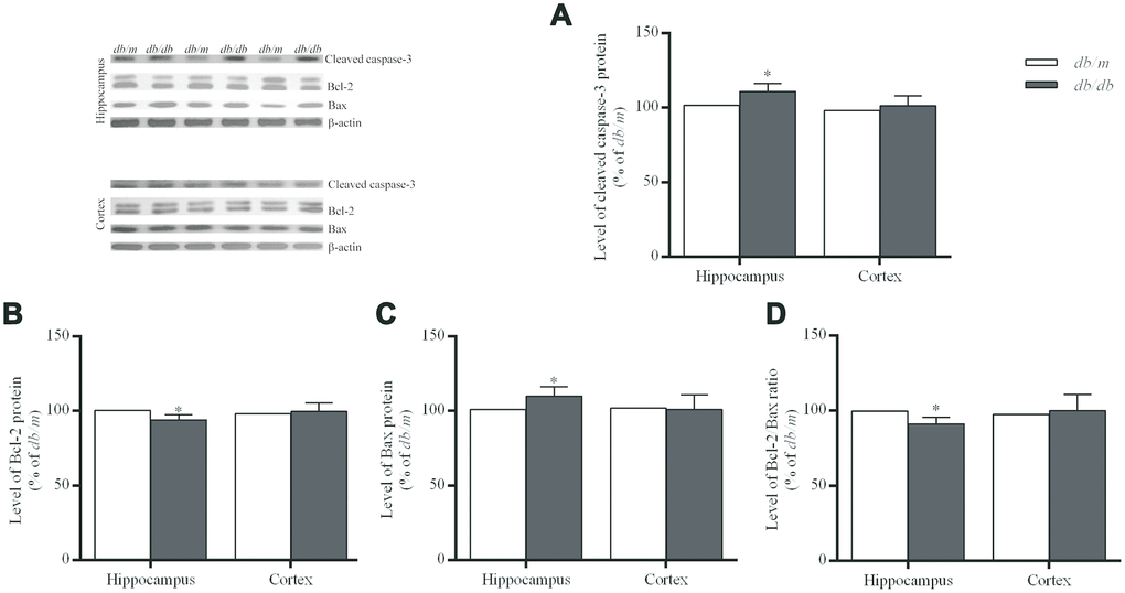 Levels of apoptosis-related protein expressions in the hippocampus and cortex of db/db and db/m mouse brains as determined Western blotting. (A) cleaved caspase-3; (B) Bcl-2; (C) Bax; (D) the Bcl-2/Bax ratio. The values presented as percentage of the control by relative quantification are mean ± SEM (n=8 for each group). *pdb/m mice as determined by the two-tailed unpaired Student’s t test. Representative Western blots are displayed in the upper left corner of the figure.