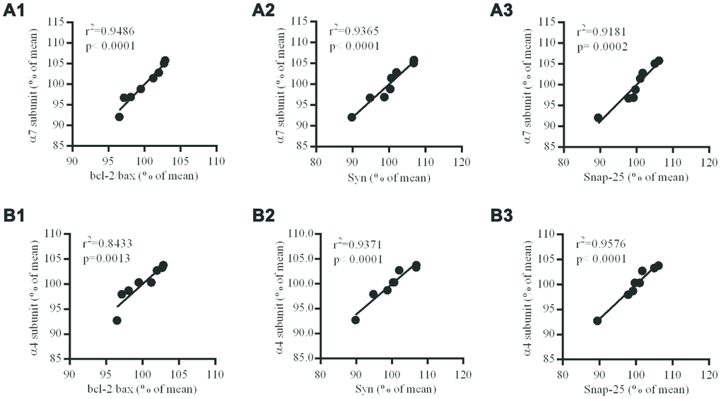 Correlation between nAChR subunits and Bcl-2/Bax ratio, Syn or Snap-25 in the hippocampus of db/db mouse brains. (A1–3) the correlation between α7 and Bcl-2/Bax, Syn or Snap-25; (B1–3) the correlation between α4 and Bcl-2/Bax, Syn or Snap-25. The values presented are mean ± SEM (n=8) as determined with the Pearson correlation test.