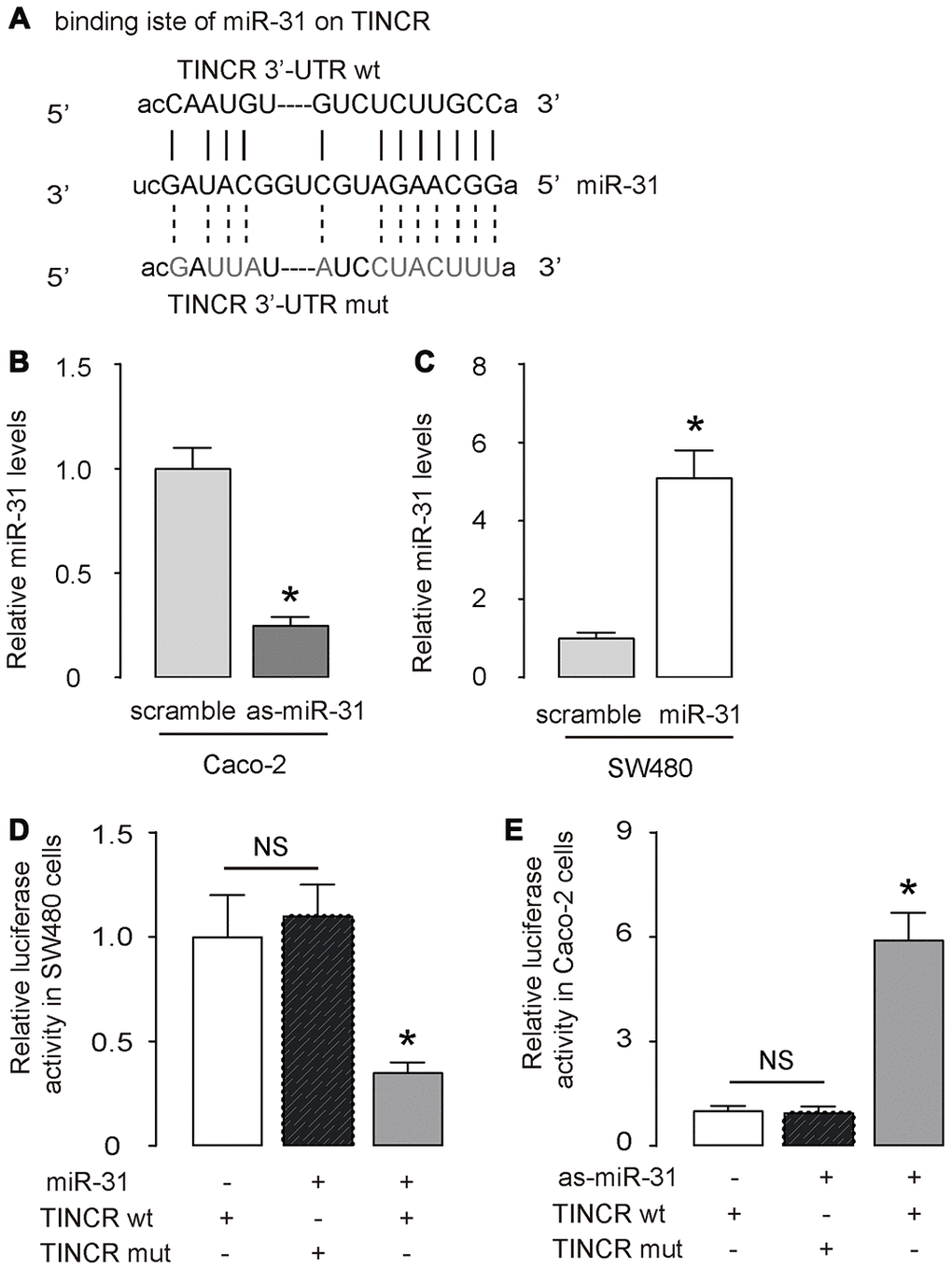 TINCR is a molecular sponge to interact with miR-31 in CRC. (A) The binding (site) between TINCR and miR-31 was predicted and shown by StarBase. (B, C) RT-qPCR for miR-31 in as-miR-31-transfected Caco-2 cells vs scrambled-transfected Caco-2 cells (B), and in miR-31-transfected SW480 cells vs scrambled-transfected SW480 cells (C). (D, E) A luciferase reporter assay was done to examine whether TINCR could interact with miR-31 in SW480 cells by co-transfection of miR-31 with TINCR-wt or TINCR-mut (D), and to examine whether TINCR could interact with miR-31 in Caco-2 cells by co-transfection of as-miR-31 with TINCR-wt or TINCR-mut (E). N=5. *p