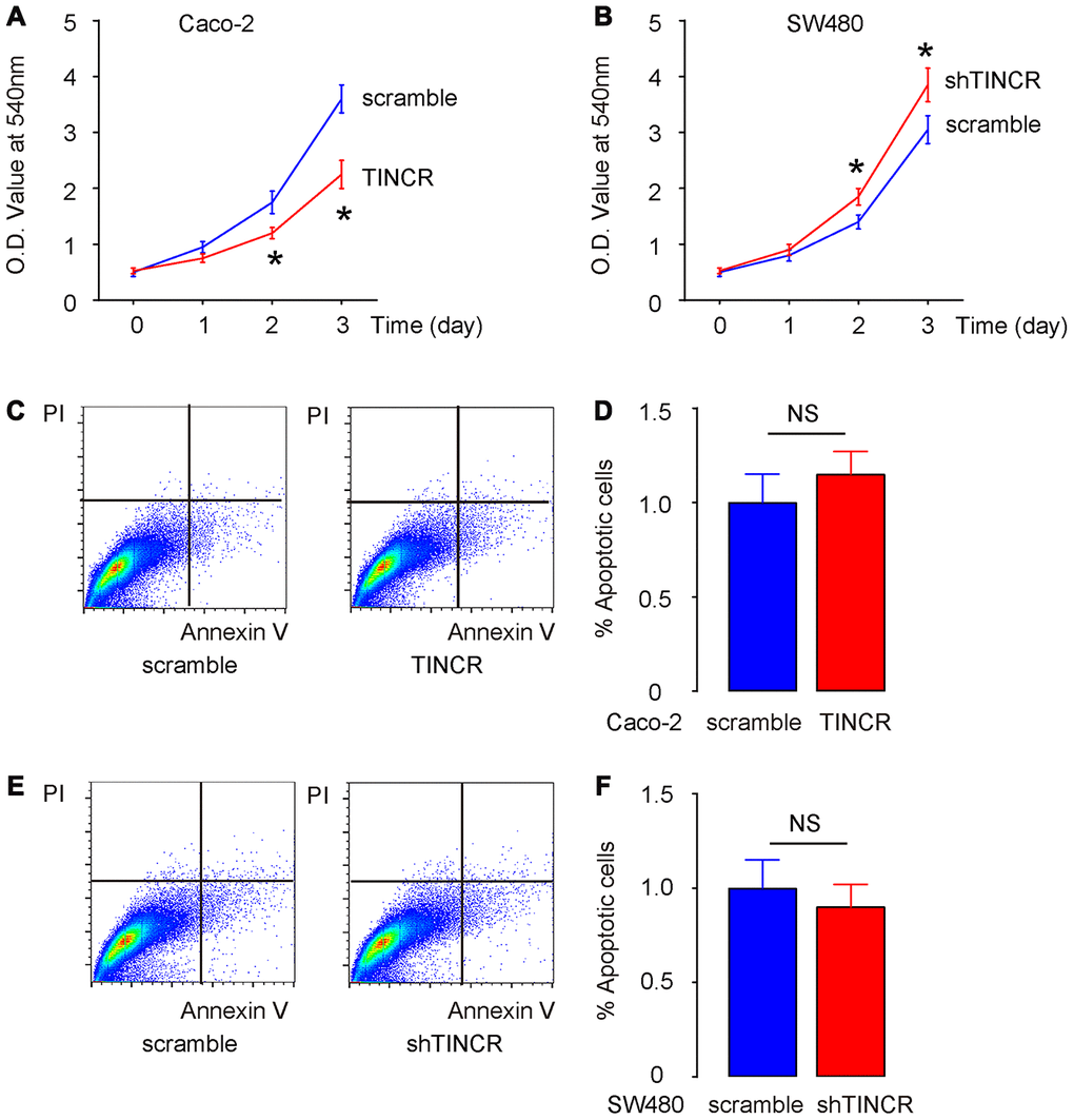 Suppression of TINCR promotes CRC cell growth in vitro without affecting cell apoptosis. (A, B) The effects of TINCR modification on Caco-2 (A) and SW480 (B) cell growth were examined in vitro by CCK-8 assay. (C, D) Cell apoptosis was examined in Caco-2 cells by Annexin V/PI-based flow cytometry assay, shown by representative flow charts (C) and by quantification (D). (E, F) Cell apoptosis was examined in SW480 cells by Annexin V/PI-based flow cytometry assay, shown by representative flow charts (E) and by quantification (F). N=5. *p