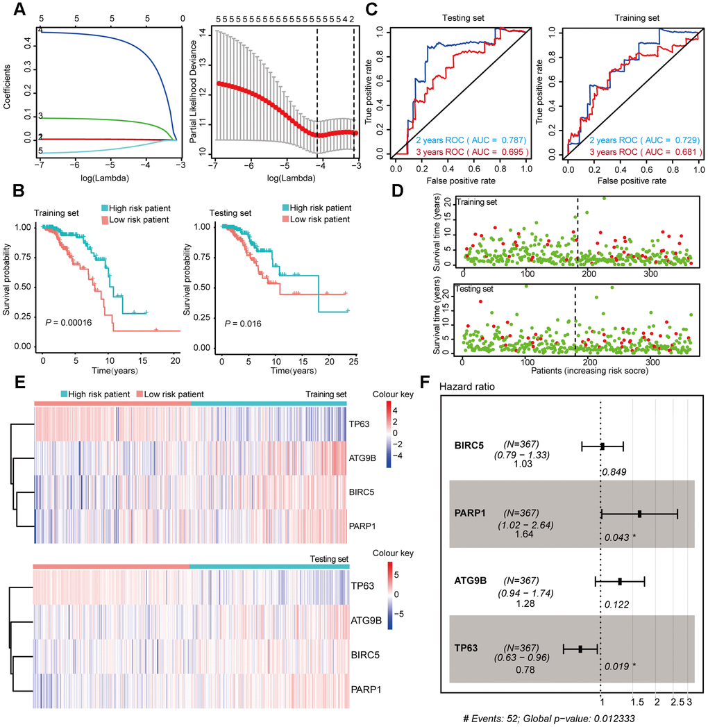 Construction and Validation of the prognostic risk model in Luminal BRCA patients. (A) Lasso regression analyses of DEARGs using the OS model. The Lasso regression was performed using prognosis-significant DEARGs in the training dataset of Luminal BRCA. (B) Kaplan-Meier plot represents that patients in the high-risk group had a significantly shorter overall survival time than those in the low-risk group. left, training dataset, right, testing dataset. (C) Time-dependent ROC curve analyses showing AUC values for OS in BRCA patients. Left, training dataset, right, testing dataset. (D) Dot plots showing the survival time and risk score in training set and testing set. (E) The heatmap of the 4 key genes expression profiles in the training dataset and testing dataset. (F) Forest plot showing the multivariable Cox regression analysis of 4 key genes in risk-model.