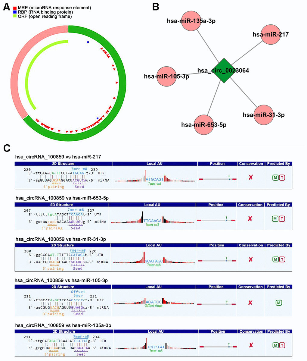 circRNA-miRNA interaction (A) The fundamental structure modes of circRNA