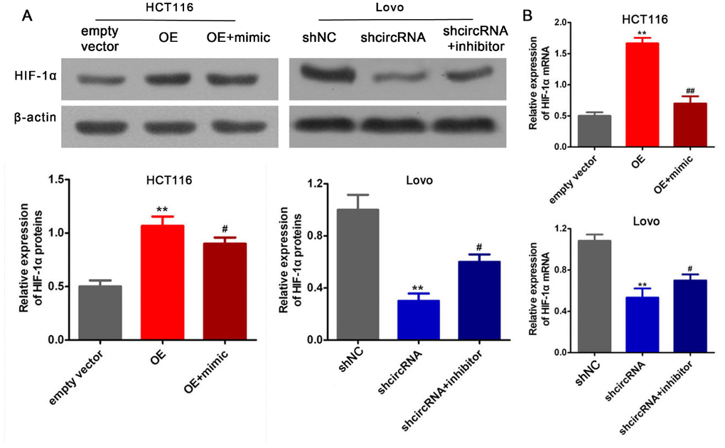 circRNA