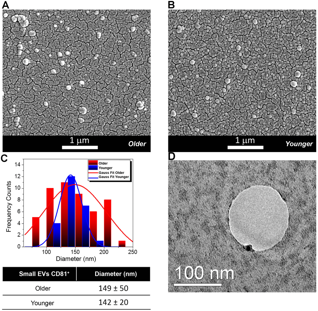 Morphological and Molecular Characterization of Extracellular Vesicles (EVs) from Follicular Fluid (FF) of older and younger women. (A, B) Scanning Electron Micrographs of EVs isolated from the FF of older (A) and younger women (B) showing the presence of vesicles of spherical shape with a higher abundance in FFs from older women. (C) Diameter distribution of EVs from FFs of older and younger women. Gauss fit of the diameters measured on SEM microscopies shows an EV average diameter of 149 ± 50 nm for FFs from older women (red curve) and of 142 ± 20 nm for those of FFs from younger women (blue trend). (D) The TEM analysis shows that a small Gold (Au) nanoparticle functionalized with an antibody specific for the CD81 protein marker binds to the membrane of small EVs from the FF of younger women.