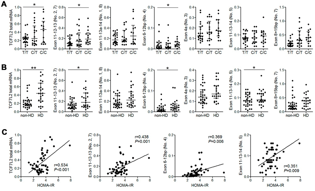 The expression of liver TCF7L2 transcripts correlated with rs290487 variant and the diabetic status of cirrhotic patients. (A) QRT-PCR analysis shows that the levels of total TCF7L2 mRNA and the liver-specific alternately spliced TCF7L2 transcripts containing exons 11-12-13 and exons 6-12bp are significantly higher in patients with the rs290487 C/C genotype compared to those with the rs290487 T/T genotype. (B) QRT-PCR analysis shows that levels of total TCF7L2 mRNA in the liver and liver-specific alternately spliced TCF7L2 transcripts containing exons 11-12-13, exons 6-12bp, and exons 11-13-14 were significantly higher in HD patients compared to the non-HD patients. (C) Correlation analysis shows that HOMA-IR value is positively associated with the levels of total TCF7L2 mRNA in the liver and the levels of liver-specific TCF7L2 transcripts. Note: *PP