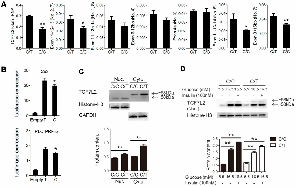 Basic characterization of PLC-PRF-5 cells with rs290487 C/C and rs290487C/T genotypes. (A) QRT-PCR analysis results show significant reduction in the expression of total TCF7L2 total mRNA and liver-specific alternative spliced transcripts containing exons 11-12-13, exons 11-13-14, and exon 8+15bp in the C/C cells compared to the C/T cells. (B) Dual luciferase reporter assay results show reduction in relative luciferase activity in cells transfected with pGL3-basic-promoter-rs290487 C/C transfected with pGL3-basic-promoter-rs290487 T/T. (C) Western blot results show that TCF7L2 protein levels are reduced in C/C cells compared to the C/T cells. (D) Western blot results show that TCF7L2 protein levels are increased in insulin- and high glucose- treated C/C and C/T cells. Note: * PP