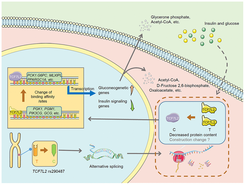 The proposed mechanism underlying changes in hepatic glucose metabolism in the TCF7L2 rs290487 C variant. The TCF7L2 rs290487 C variant shows changes in the levels of alternately spliced TCF7L2 transcripts, decreased TCF7L2 protein, and altered transcription factor-DNA binding affinity and TCF7L2 binding sites, which eventually promotes gluconeogenesis and decreases glycolysis in the rs290487 C variant when compared with the rs290487 T variant.