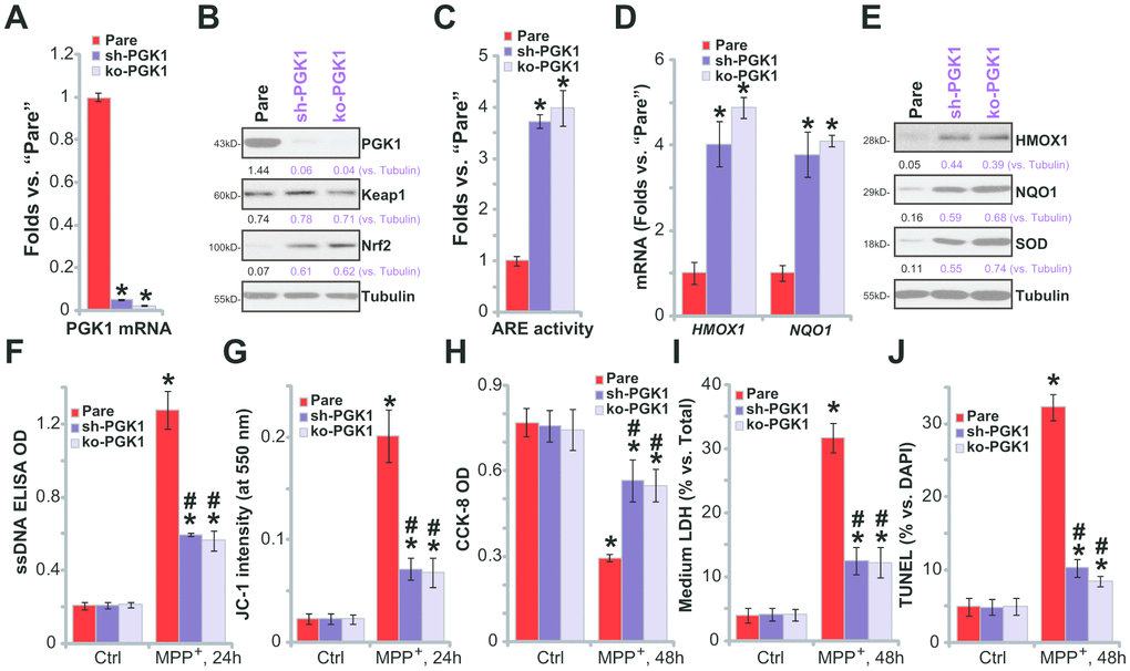 PGK1 shRNA or KO activates Nrf2 signaling and inhibits MPP+-induced cytotoxicity in SH-SY5Y cells. Expression of listed mRNAs and proteins in the stable SH-SY5Y neuronal cells with PGK1 shRNA (“sh-PGK1”), the lenti-CRISPR/Cas9-PGK1 KO construct (“ko-PGK1”), as well as in the parental control cells (“Pare”), was tested by qPCR (A, D) and Western blotting (B, E) analyses, with the relative ARE luciferase activity tested as well (C); Alternatively, cells were treated with MPP+ (3 mM) for 24-48h, single strand DNA contents (F) and mitochondrial depolarization (JC-1 green fluorescence intensity, G) were tested; Cell viability, death and apoptosis were tested by CCK-8 (H), medium LDH release (I) and nuclear TUNEL staining (J) assays, respectively. Expression of listed proteins was quantified and normalized to the loading control (B, E). Bars stand for mean ± standard deviation (SD, n=5). * PA, C, D). * PF–J).#P+-treated “Pare” cells (F–J). Experiments in this figure were repeated four times, with the similar results obtained.