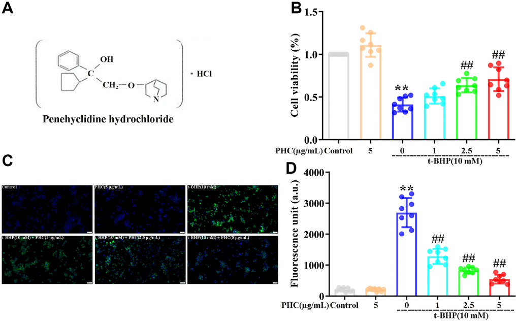 Effects of PHC on t-BHP-induced oxidative damage in NR8383 cells. (A) The structure of PHC. (B) NR8383 cells were stimulated with PHC (1, 2.5, 5 μg/mL) for 24 h, and then exposed to t-BHP (10 mM) for 4 h. A CCK8 analysis was used to measure cell viability. (C, D) NR8383 cells were stimulated with PHC (1, 2.5, 5 μg/mL) for 24 h, stained with DCFH-DA (5 μM) for 40 min and treated with t-BHP (10 mM) for 5 min to trigger ROS production. A fluorescence microplate reader and microscope (original magnification 200×) were used to measure ROS levels. Data are presented as the mean ± standard deviation (S.D.) (n = 8, Scale bar: 50 μm). *P P #P ##P 