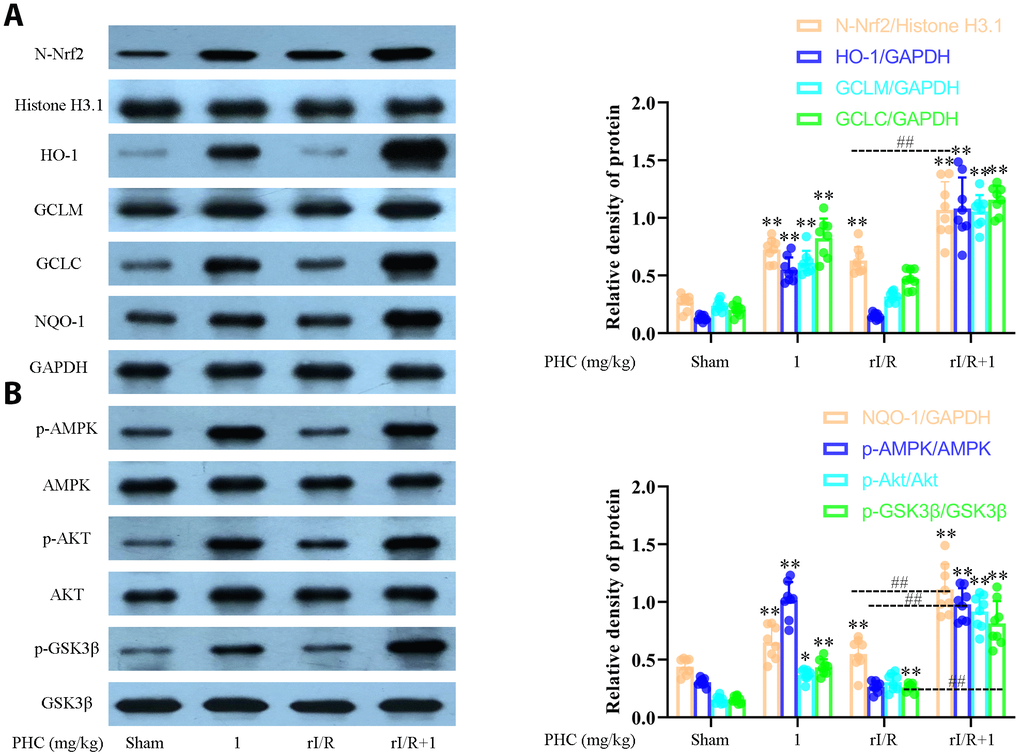 Effects of PHC on rI/R-induced Nrf2/AMPK signaling in the lungs of rats. Lung sections were collected 24 h after rI/R treatment. Lung homogenization was used to obtain the total protein, nuclear and cytoplasmic extracts. Western blotting was used to measure protein levels. (A) The nuclear concentration of Nrf2 and the protein levels of Nrf2 target enzymes (NQO1, GCLC, GCLM and HO-1). (B) The levels of p-AMPK, p-GSK3β, p-Akt, AMPK, GSK3β and Akt. GAPDH was used as an internal control for cytoplasmic and total proteins, while histone H3.1 was used as an internal control for nuclear proteins. Data are presented as the mean ± S.D. (n = 8). *P P #P ##P 