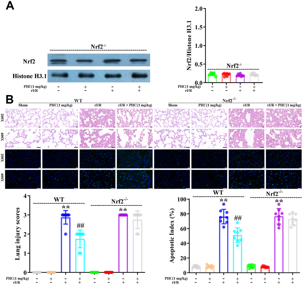 Nrf2 dependence of the defensive effects of PHC against rI/R-induced acute lung injury in rats. WT and Nrf2−/− rats were used to model rI/R-induced acute lung injury. (A) To establish the depletion of Nrf2, Western blotting was used to measure nuclear Nrf2 levels in lung homogenates. Histone H3.1 was used as an internal control for nuclear proteins. (B) Lung sections from each investigational group (n = 8) were collected 24 h after rI/R treatment. H&E staining was used for histological assessment, and the apoptotic index (%) was calculated (original magnification 200×, 400×). A scale from 0 to 3 was used to determine the mean lung injury score. Data are presented as the mean ± S.D. (n = 8, Scale bar: 50 μm). *P P #P ##P 