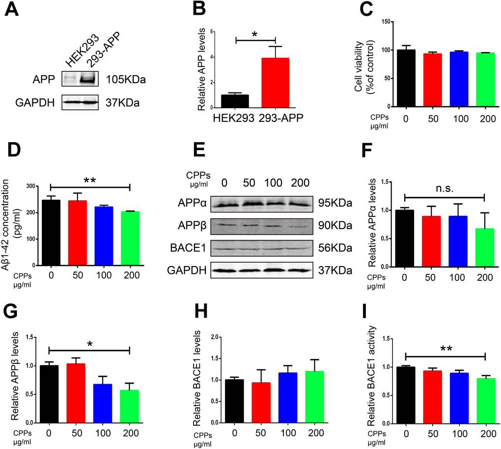 Supplementation with CPPs mitigated Aβ pathology in APP transfected HEK293 cells. (A) Western blotting was performed to detect the expression of APP in HEK293 cells transfected with APP plasmid or vector (n=3). (B) Quantification of the western blot results with APP normalized to GAPDH. (C) HEK293 cells were transfected with APP plasmid (293-APP cells) followed by CPPs supplementation at the indicated concentrations of 50, 100, 200 μg/ml for 24 h. 293-APP cells were assayed for cell viability, n = 3. (D) ELISA assay for Aβ1-42 levels, n = 3. (E–H) The expression of APPα, APPβ and BACE1 proteins in the 293-APP cells was measured by Western blotting, normalized to GAPDH, n = 3. (I) Relative BACE1 activity was detected in the cells (n = 6). P value significance is calculated from a one-way ANOVA or Student’s t-test. *P 