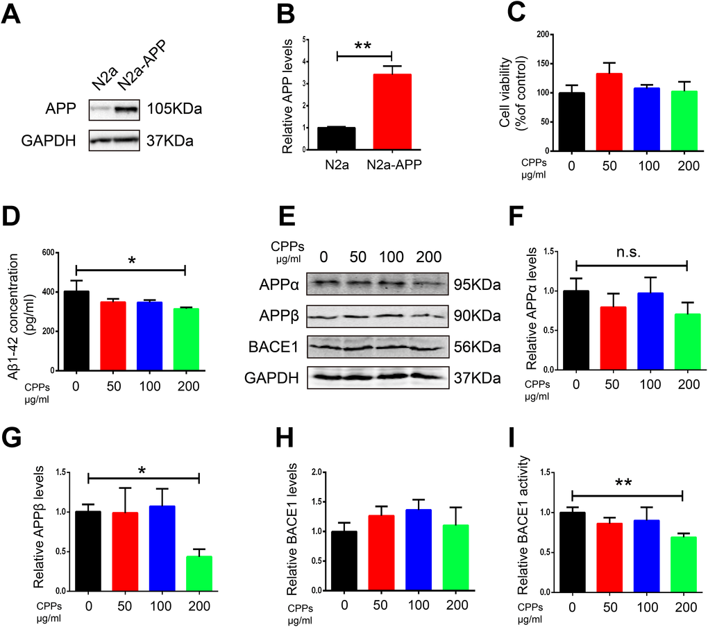 Supplementation with CPPs ameliorated Aβ pathology in N2a-APP cells. (A)The expression of APP in N2a-APP cells was estimated by western blot compared with N2a cells(n=3). (B) Quantification of the western blot results with APP normalized to GAPDH. N2a-APP cells were treated with CPPs at the indicated concentrations of 50, 100, 200 μg/ml for 24 h. (C) N2a-APP cells were assayed for cell viability, n = 3. (D) ELISA assay for Aβ1-42 levels, n = 3. (E–H) The expression of APPα, APPβ and BACE1 proteins in the N2a-APP cells was measured by Western blotting, normalized to GAPDH, n = 3. (I) Relative BACE1 activity was detected in the cells (n=6). P value significance is calculated from a one-way ANOVA or Student’s t-test. *P 