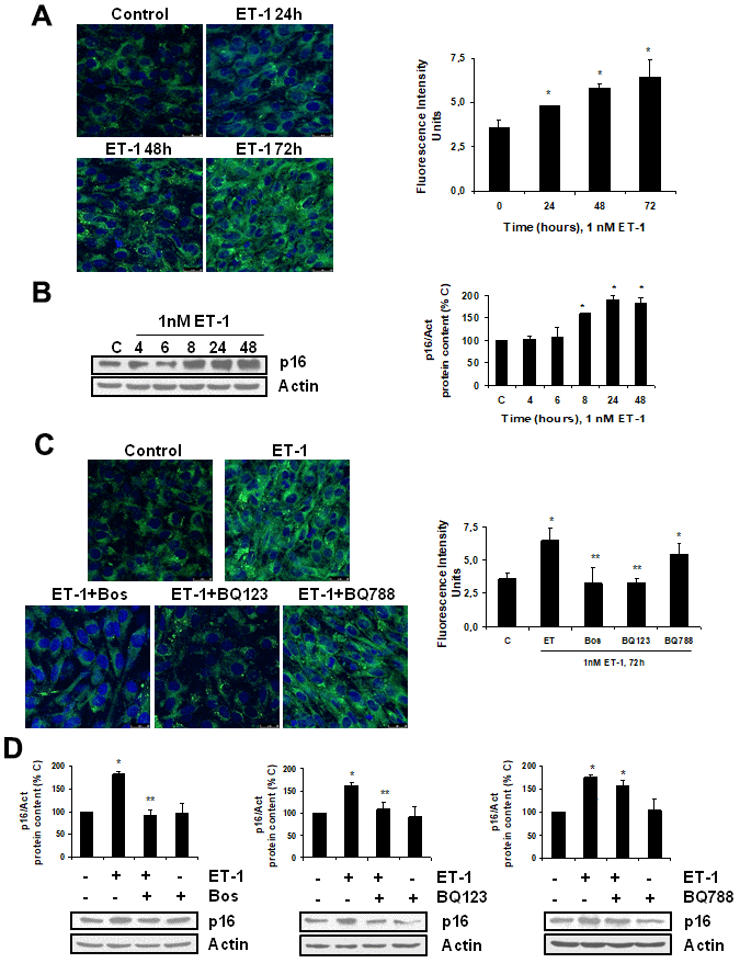 Endothelin-1 induces senescence in mouse myoblasts (C2C12) through ETA receptor. Cells were grown on coverslips (A, C) and incubated with 1 nM ET-1 at different times (A, B), or incubated with 10 μM Bosentan (Bos), 100 nM BQ-123 (BQ123) or 100 nM BQ-788 (BQ788) added 30 min before ET-1 (1 nM), and then incubated for 72h (C) or 48h (D). Then, senescence was tested measuring SA-ß-GAL activity (panel A, C) and protein content from p16 (panel B, D). Representative microphotographs are shown on the left with 40x magnification and the densitometric analysis is shown on the right panel A, C. Scale bar, 50 μm. A representative Western blot of p16 is shown next to the densitometric analysis on the panel B, D. Values are the mean±SEM of 6 independent experiments, *pC or time 0), and **p