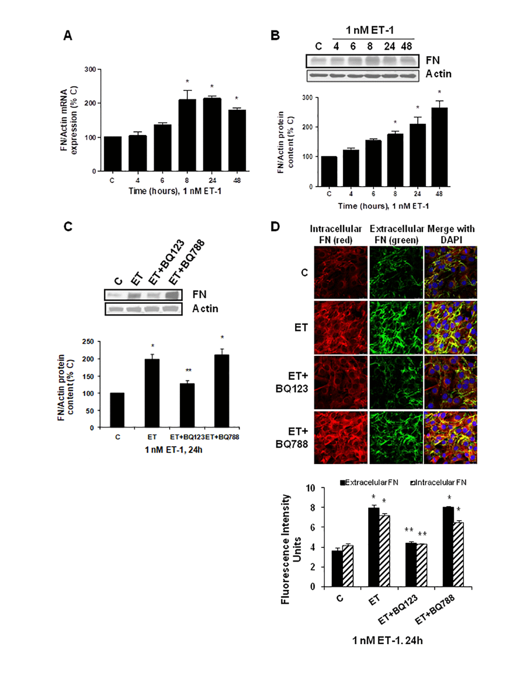 Endothelin-1 increases FN expression in mouse myoblasts (C2C12) through ETA receptor. Cells were incubated with 1 nM ET-1 at different times. Then, FN mRNA expression was assessed by RT-qPCR (panel A) and FN protein content by Western blot (panel B). To study the ET receptor implicated, cells were incubated with 100 nM BQ-123 (BQ123) or 100 nM BQ-788 (BQ788) added 30 min before ET-1 (1 nM), and then incubated for 24h. Then, FN protein content (panel C) as well as intracellular FN (in red) and extracellular FN (in green) expression (panel D) were studied by Western and immunofluorescence, respectively. In the experiments of the analysis of protein content, a representative Western blot is shown at the top with the densitometric analysis below (panel B,C). Values are the mean±SEM of 6 independent experiments, *pC), and **p