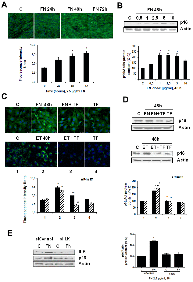 Fibronectin induces senescence in mouse myoblasts (C2C12) through integrin/ILK activation. Cells were grown on coverslips (panels A, C) to test senescence measuring SA-ß-GAL activity and p16 protein content by Western blot (panels B, D). (A) Cells were incubated with 2.5 μg/ml FN at different times to assess SA-ß-GAL activity by confocal microscopy. (B) Cells were incubated at different doses of FN for 48h to analyze p16 protein content. (C) Cells were incubated with 2.5 μg/ml FN or 1 nM ET-1 in the presence or not of 50 μM Tirofiban (TF) for 48h to assess senescence by SA-ß-GAL activity (panel C) or by p16 protein content (panel D). Representative microphotographs are shown at the top with 40x magnification and the densitometric analysis is shown below. Scale bar, 50 μm. A representative Western blot of p16 is shown at the top and the densitometric analysis is shown below. In panels C and D closed bars represent data of FN treatment and stripped bars represent data of ET-1 treatment; lane 1: control cells; lane 2: FN or ET alone; lane 3: FN or ET plus TF; lane 4: TF alone. Values are the mean±SEM of 6 independent experiments, *pC or time 0), and **pE) Cells were transfected with siRNA against ILK or scrambled as siControl to assess senescence by p16 protein content upon 2.5 μg/mL FN treatment for 48h. A representative Western blot of ILK and p16 are shown on the left panel and the densitometric analysis is shown on the right. Values are the mean±SEM of 3 independent experiments, *pC from siControl).