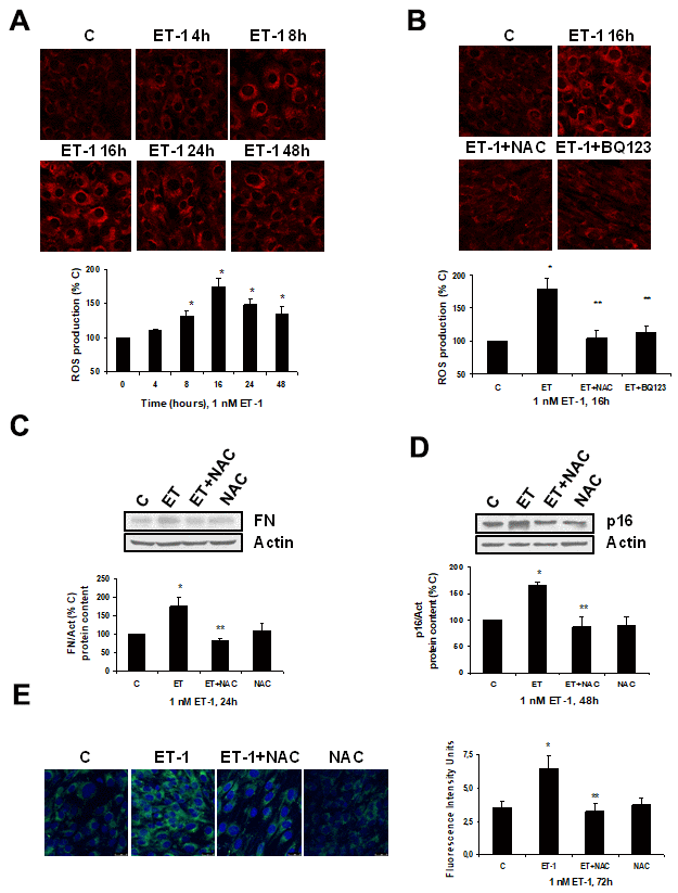 Role of ROS in endothelin-dependent fibrosis and cellular senescence. (A, B) Cells were incubated with 1 nM ET-1 at different times, some cells were incubated in the presence of 100 μM N-acetylcysteine (NAC) or 100 nM BQ123, and then 1 nM ET-1 was added and incubated for 16h (B). CellROX probe was added during the last 30 min of incubation. After being washed twice, in vivo cells were visualized by microscopy confocal to test ROS production in red. Representative microphotographs are shown at the top with 40x magnification, scale bar, 50 μm. The densitometric analyses are shown below. (C–E) Cells were incubated with 1 nM ET-1 in the presence of 100 μM NAC to assay FN protein expression by Western blot (C). Cellular senescence was assessed by measuring p16 protein content for 48h by Western blot (panel D) and SA-ß-GAL activity for 72h (panel E). A representative Western is shown on the top with the densitometric analysis below (panels C, D). Representative microphotographs are shown on the left panel E with 40x magnification and the densitometric analysis is shown on the right. Scale bar, 50 μm. Values are the mean±SEM of 6 independent experiments, *pC or time 0), and **p